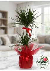 Çift Gövdeli Marjinata (Dracaena Marginata) Saksı Bitkisi
